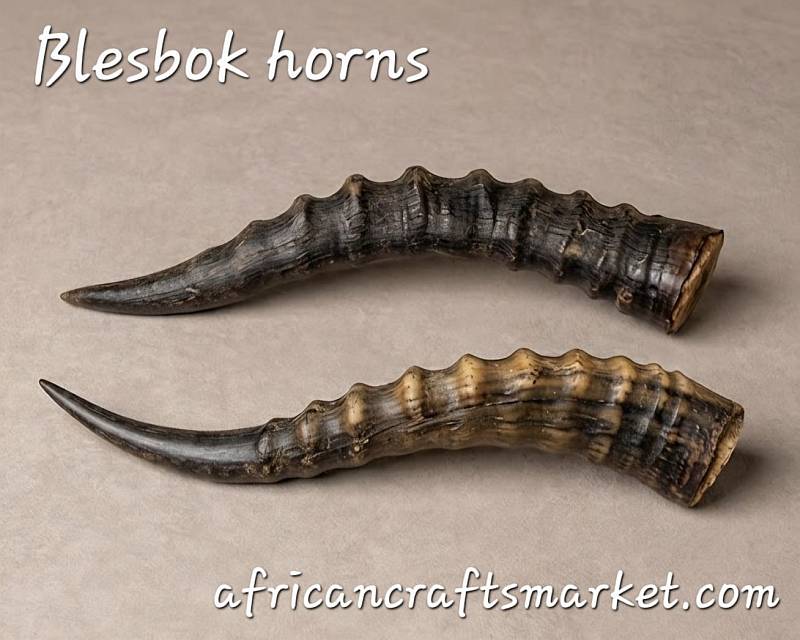 African Blesbuck horns