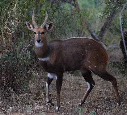 African Bushbuck hide