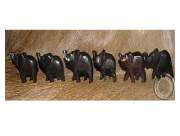 African set of 6 wooden Elephants