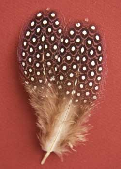 Guinea Fowl feathers Guinea Fowl feathers