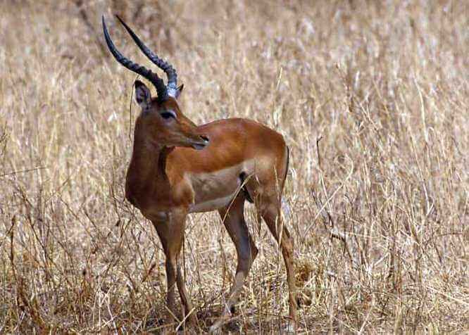 African Impala 