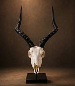 African Impala Skull  Horns
