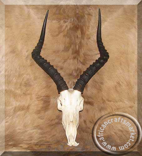 Impala skull African Impala skull
