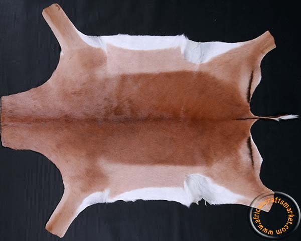 Premium Tanned Impala Game Skin Quality Close-up view of the supple leather backing and soft, fine hair-on coat of a professionally tanned impala skin