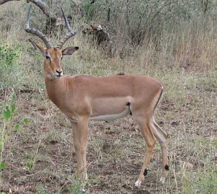 African Impala