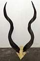 Kudu horn skull plate Kudu horn skull plate