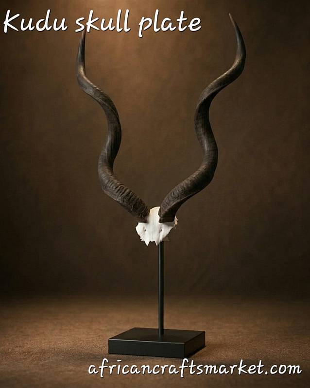 African Kudu horn skull plate