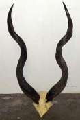 Kudu skull plate African Kudu Horns Skull Plate