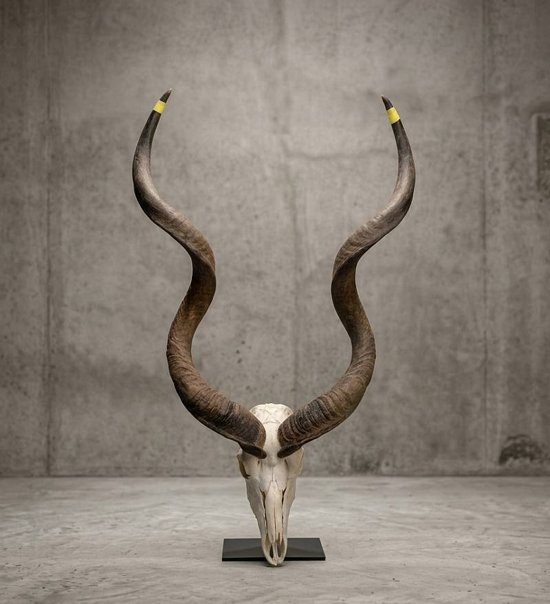 African Kudu skull  horns