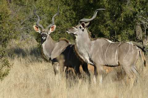 African Kudu