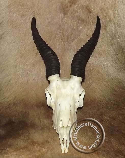 Springbok horn skull Springbok skull horns