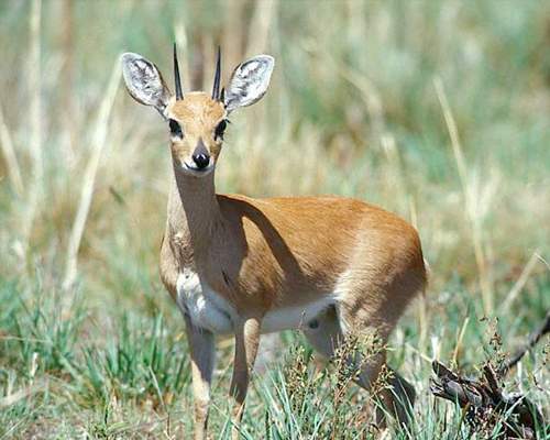 African Steenbok