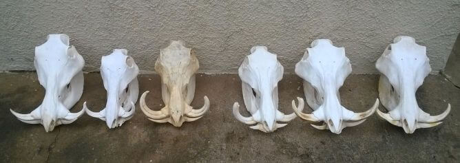 Warthog skulls African warthog skulls