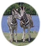 African Zebra pelt skin hide