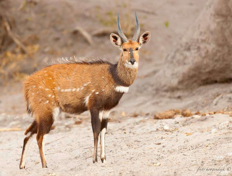 African Bushbuck