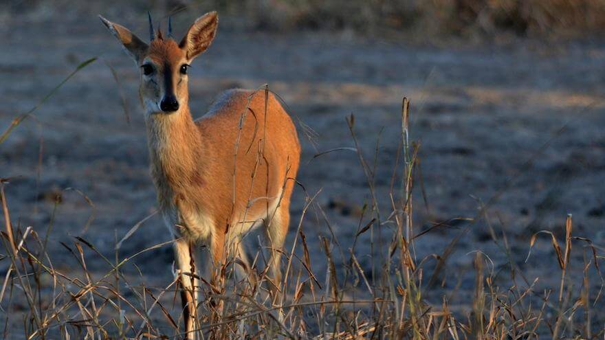 African duiker