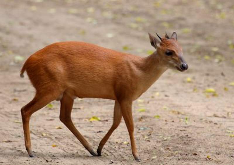 African duiker