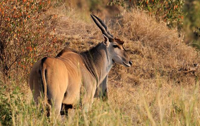 African Eland