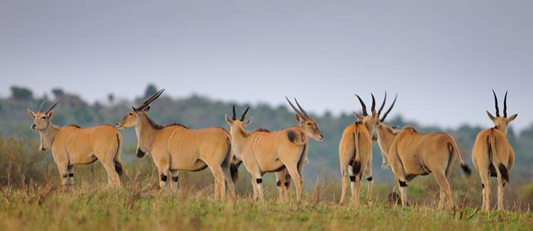 African Eland