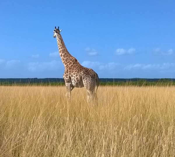 African Giraffe