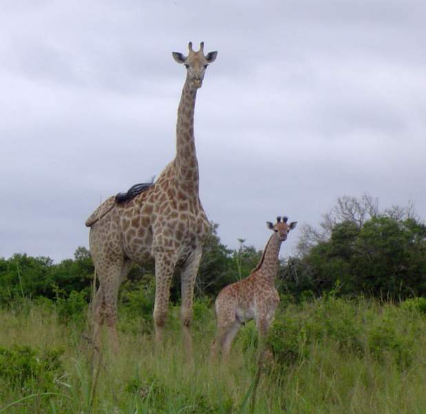 African Giraffes