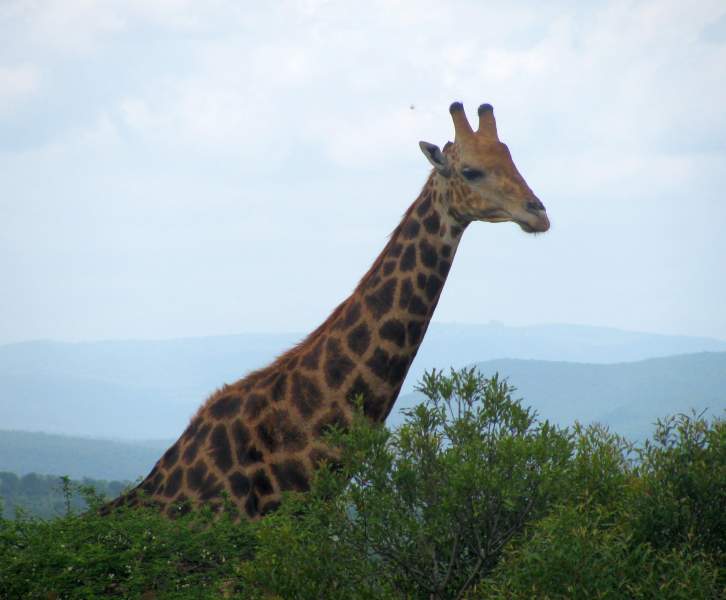 African Giraffe