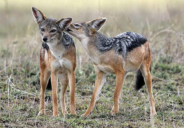 African jackals