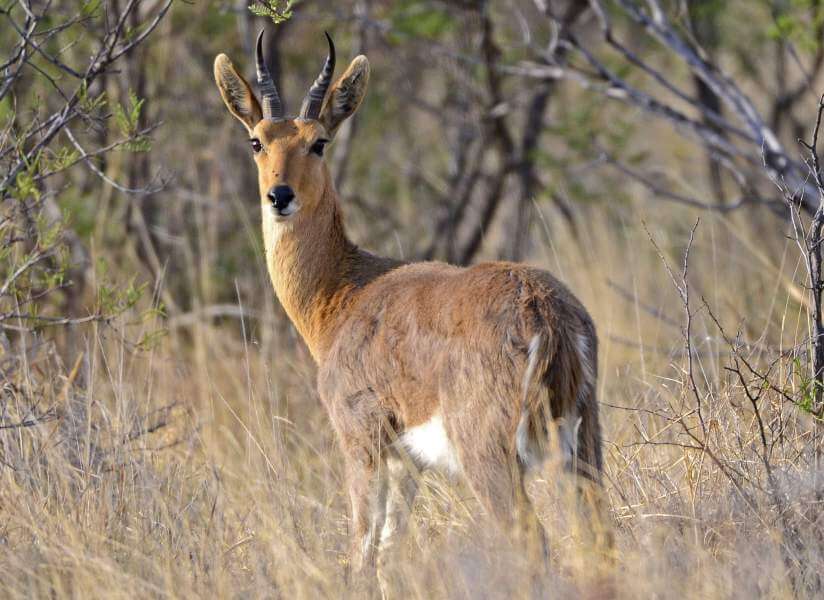 African-mountai-reebuck