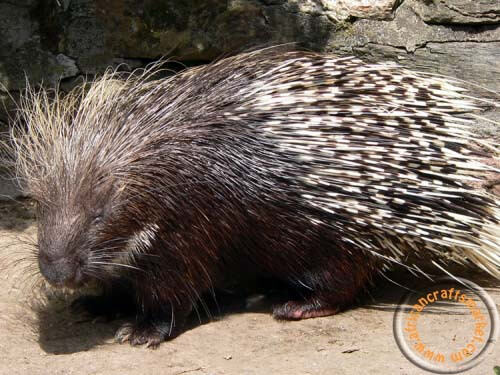 African porcupine