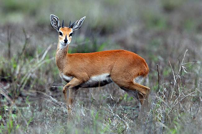 African steenbok