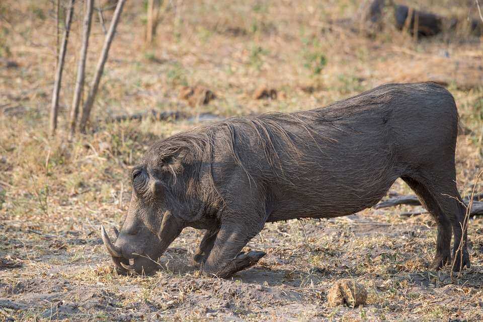 African warthog