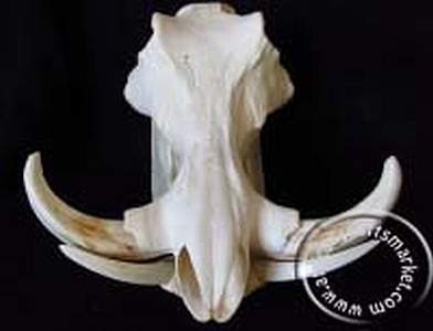 Warthog skull Warthog skull