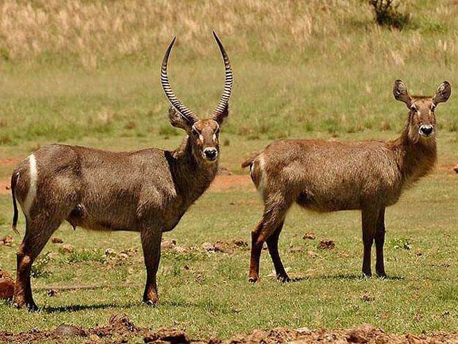African Waterbuck