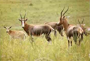 Blesbuck