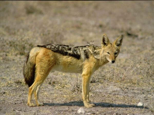 African black back jackal