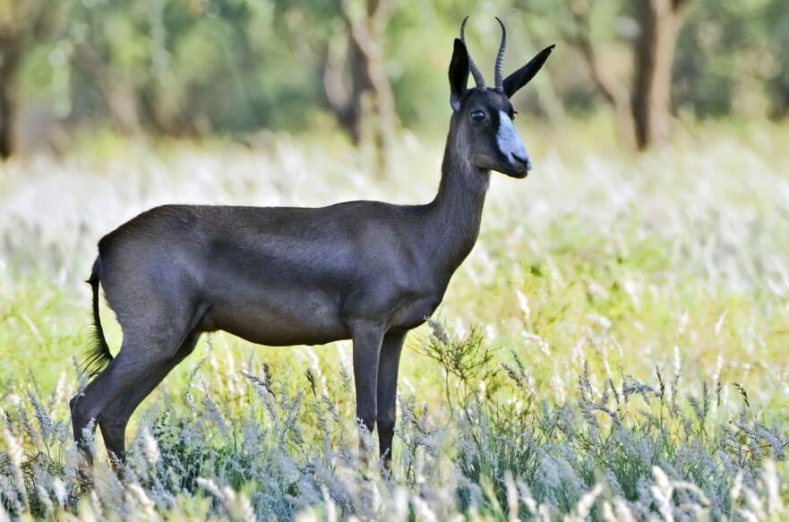 African Springbok - male
