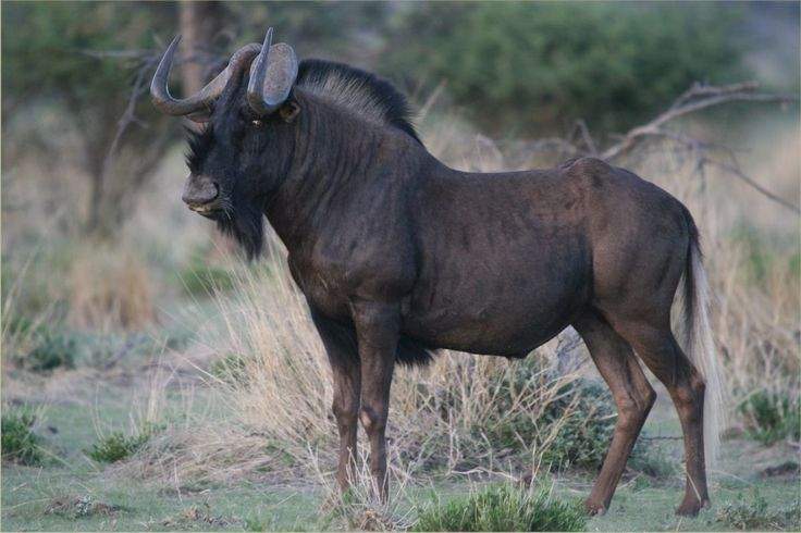 Black Wildebeest