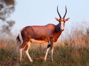 African Blesbok