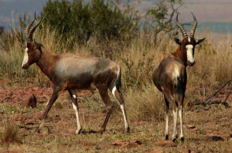 Blesbok