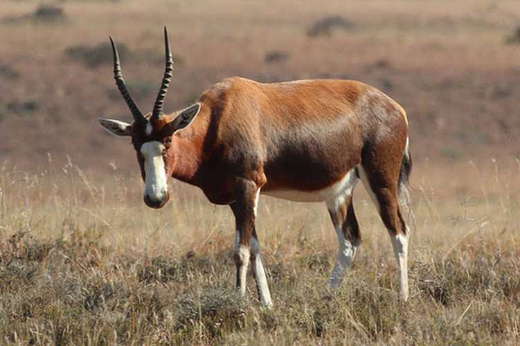 African Blesbok