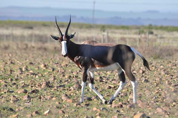 African Blesbuck