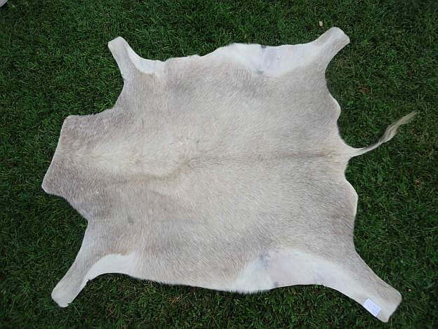African White Blesbuck hide
