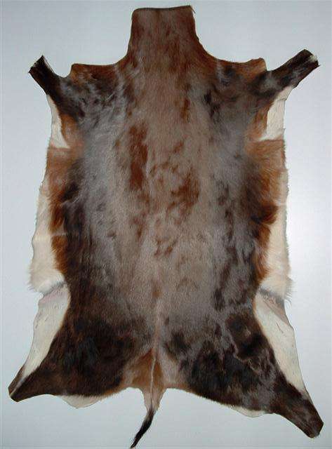 African Blesbuck skin / hide