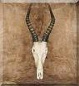 Blesbok skull