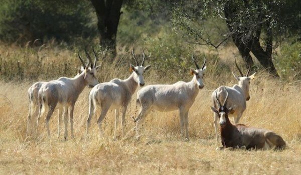 White Blesbok African white Blesbok