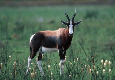 Blesbok