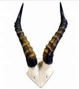 Blesbok skull plate Blesbok skull plate