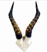 Blesbok skull plate