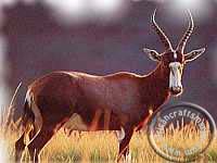 African Blesbok