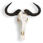 Blue Wildebeest skull